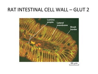 RAT INTESTINAL CELL WALL – GLUT 2
 