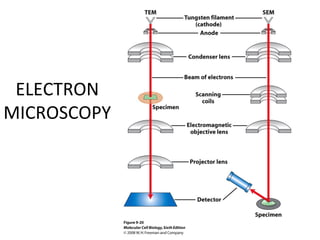 ELECTRON
MICROSCOPY
 