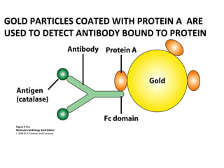 GOLD PARTICLES COATED WITH PROTEIN A ARE
USED TO DETECT ANTIBODY BOUND TO PROTEIN
 