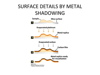 SURFACE DETAILS BY METAL
SHADOWING
 
