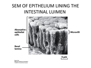 SEM OF EPITHELIUM LINING THE
INTESTINAL LUIMEN
 