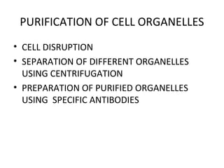 PURIFICATION OF CELL ORGANELLES
• CELL DISRUPTION
• SEPARATION OF DIFFERENT ORGANELLES
USING CENTRIFUGATION
• PREPARATION OF PURIFIED ORGANELLES
USING SPECIFIC ANTIBODIES
 