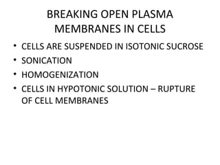 BREAKING OPEN PLASMA
MEMBRANES IN CELLS
• CELLS ARE SUSPENDED IN ISOTONIC SUCROSE
• SONICATION
• HOMOGENIZATION
• CELLS IN HYPOTONIC SOLUTION – RUPTURE
OF CELL MEMBRANES
 