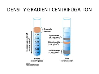 DENSITY GRADIENT CENTRIFUGATION
 