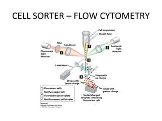 CELL SORTER – FLOW CYTOMETRY
 