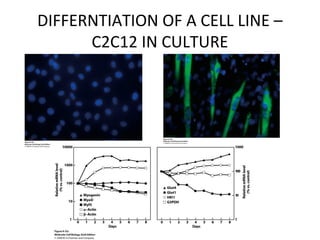 DIFFERNTIATION OF A CELL LINE –
C2C12 IN CULTURE
 