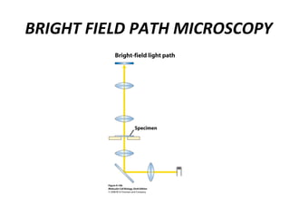 BRIGHT FIELD PATH MICROSCOPY
 