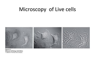 Microscopy of Live cells
 