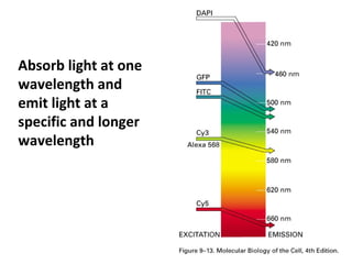 Absorb light at one
wavelength and
emit light at a
specific and longer
wavelength
 