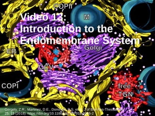 Video 13:
Introduction to the
Endomembrane System
Gergely, Z.R., Martinez, D.E., Donohoe, B.S. et al. J of Biol Res-Thessaloniki
25, 15 (2018). https://doi.org/10.1186/s40709-018-0086-2
 
