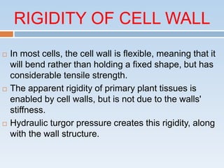 Cell Wall | PPTX | Gardening | Home & Garden