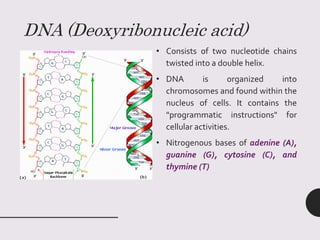 DNA (Deoxyribonucleic acid)
• Consists of two nucleotide chains
twisted into a double helix.
• DNA is organized into
chromosomes and found within the
nucleus of cells. It contains the
"programmatic instructions" for
cellular activities.
• Nitrogenous bases of adenine (A),
guanine (G), cytosine (C), and
thymine (T)
 