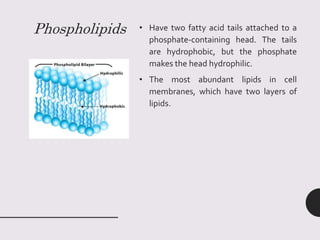 Phospholipids • Have two fatty acid tails attached to a
phosphate-containing head. The tails
are hydrophobic, but the phosphate
makes the head hydrophilic.
• The most abundant lipids in cell
membranes, which have two layers of
lipids.
 