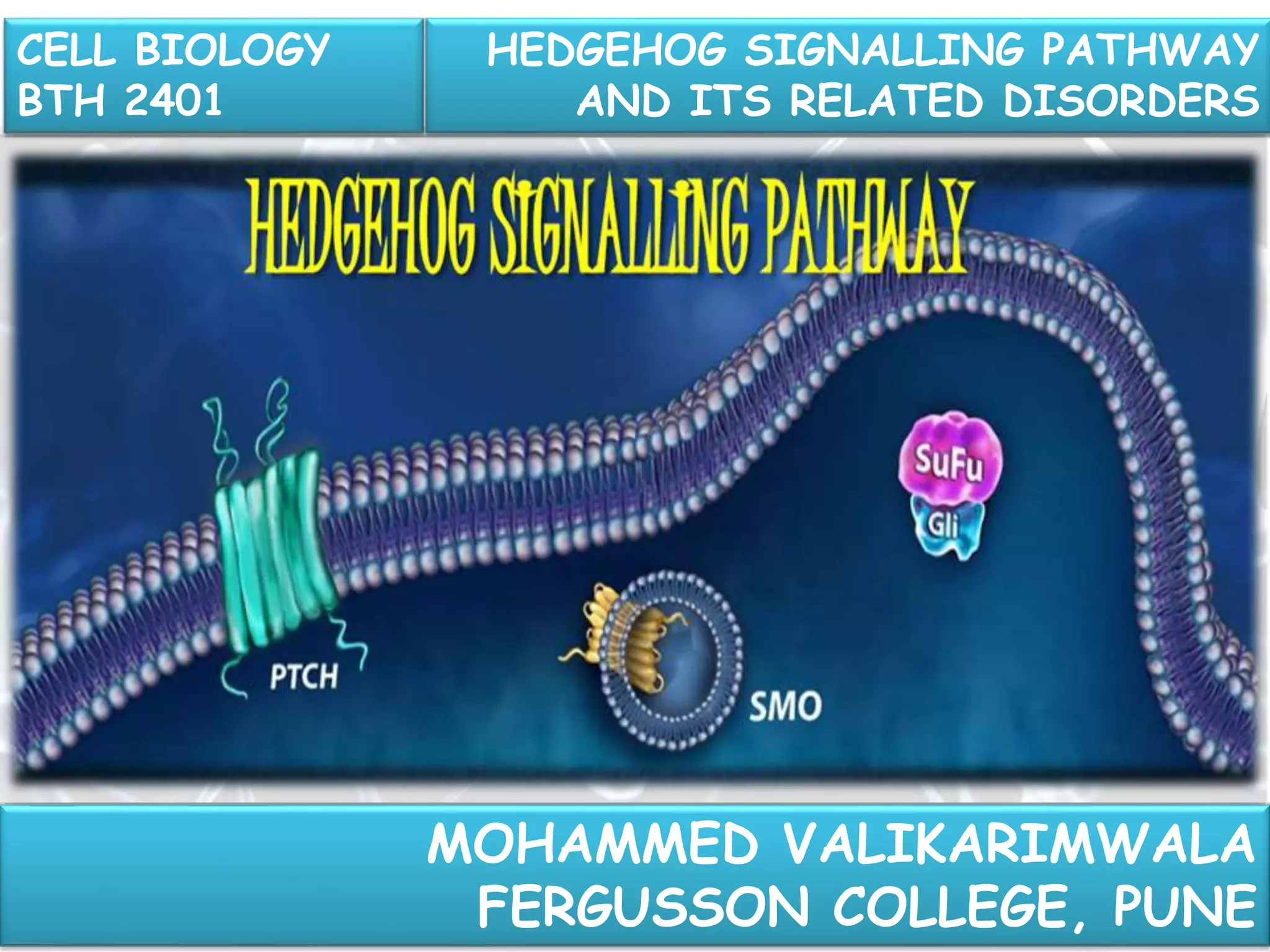 Cell Biology Ppt || Hedgehog Signalling Pathway & it's related ...