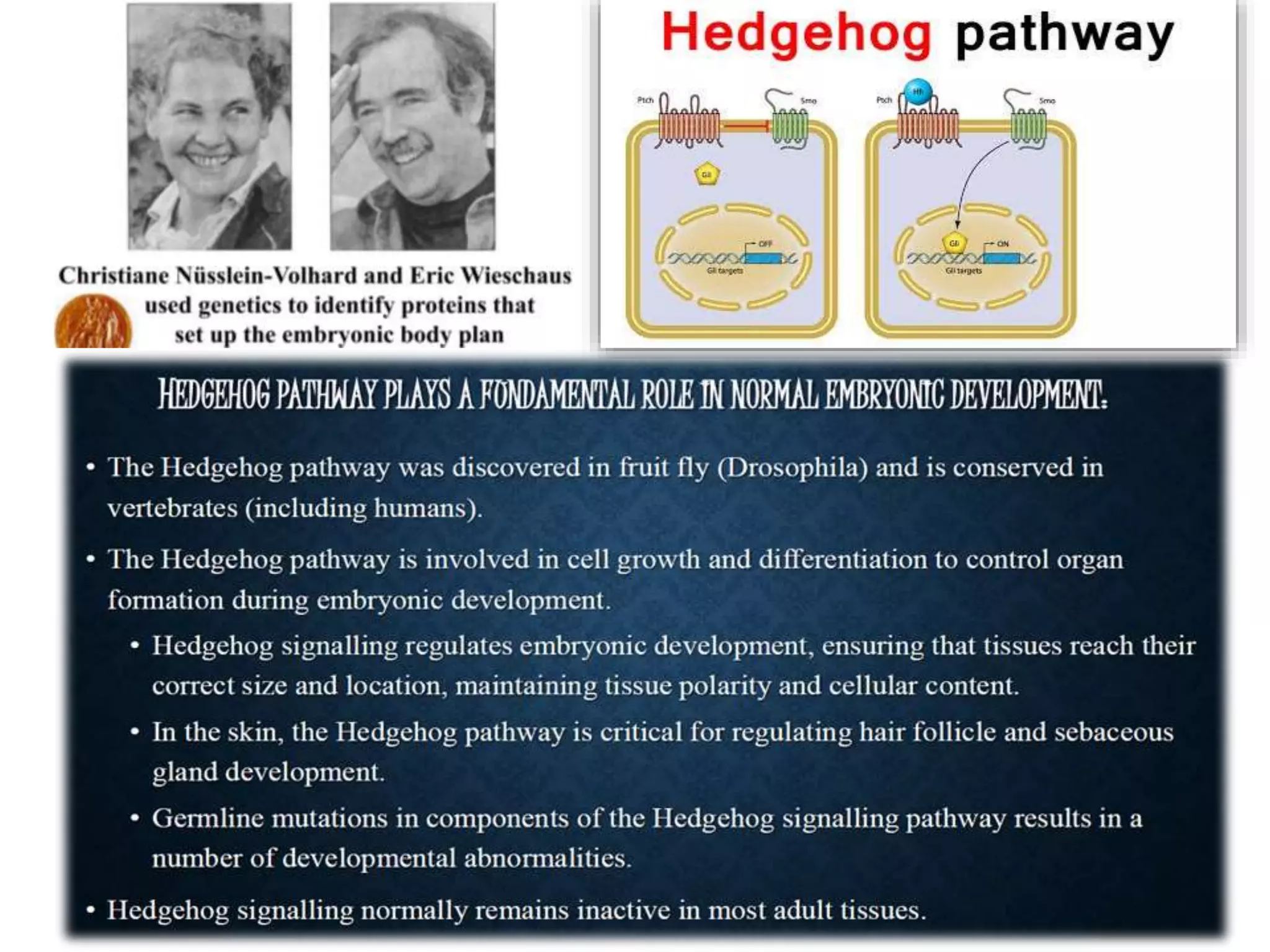 Cell Biology Ppt || Hedgehog Signalling Pathway & it's related ...