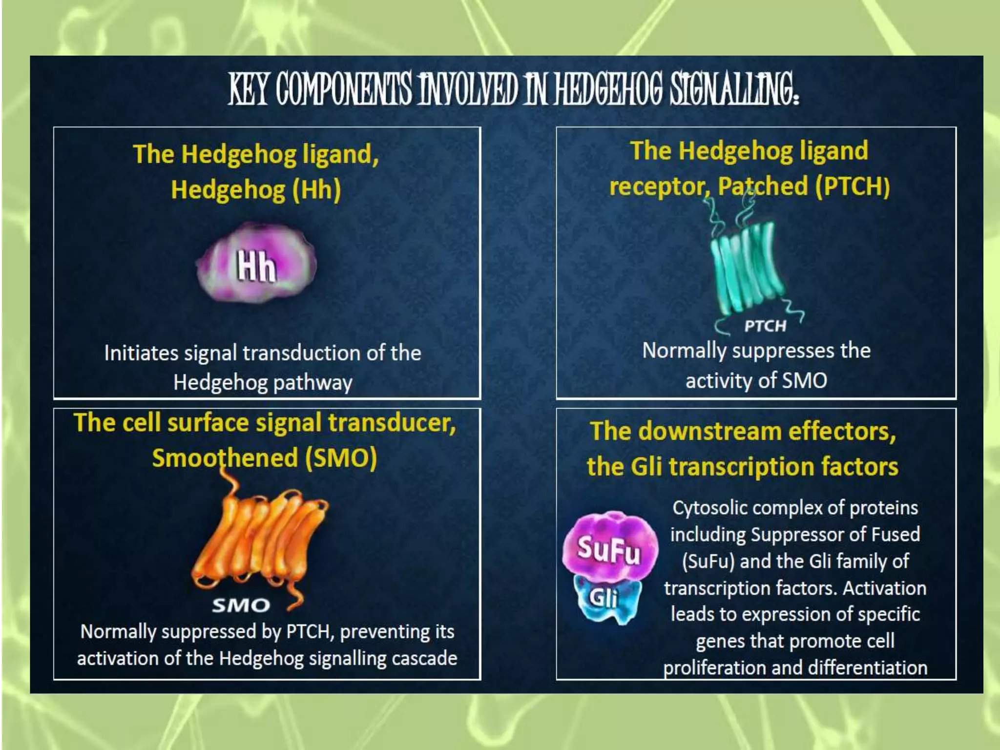 Cell Biology Ppt || Hedgehog Signalling Pathway & it's related ...