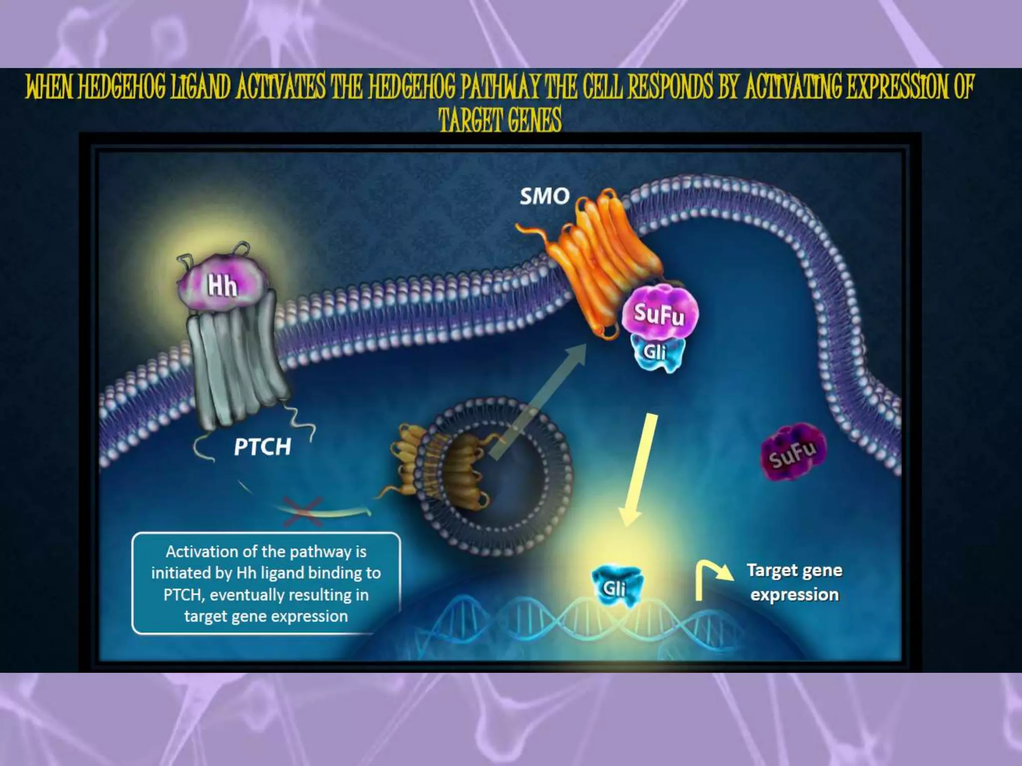 Cell Biology Ppt || Hedgehog Signalling Pathway & it's related ...