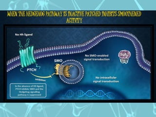 Cell Biology Ppt || Hedgehog Signalling Pathway & it's related ...