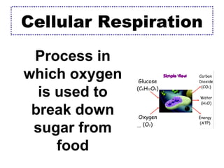 Cellular Respiration
Process in
which oxygen
is used to
break down
sugar from
food
 