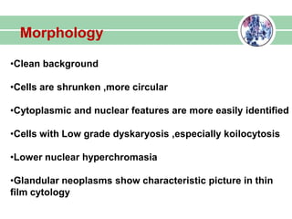 Morphology
•Clean background
•Cells are shrunken ,more circular
•Cytoplasmic and nuclear features are more easily identified
•Cells with Low grade dyskaryosis ,especially koilocytosis
•Lower nuclear hyperchromasia
•Glandular neoplasms show characteristic picture in thin
film cytology
 