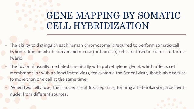 Cell Cell Hybridization Or Somatic Cell Hybridization - 