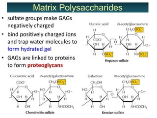 • sulfate groups make GAGs
negatively charged
• bind positively charged ions
and trap water molecules to
form hydrated gel...