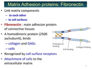 • Link matrix components
– to each other
– to cell surfaces
• Fibronectin : main adhesion protein
of connective tissues
• ...