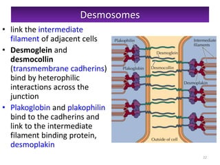 Desmosomes
• link the intermediate
filament of adjacent cells
• Desmoglein and
desmocollin
(transmembrane cadherins)
bind ...