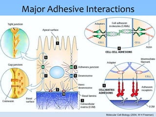 Cell-Cell Interaction (Part 1: Cell Junctions) | PPTX