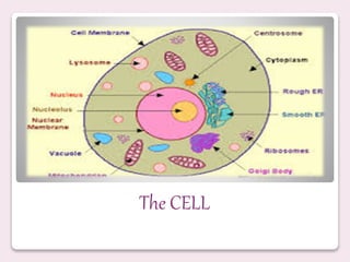 The CELL
 