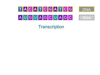 T A C A T C G A T C G   DNA

A U G U A G C U A G C   RNA

       Transcription
 