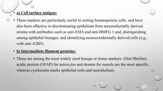 • a) Cell surface antigen:
• These markers are particularly useful in sorting hematopoietic cells and have
also been effective in discriminating epithelium from mesenchymally derived
stroma with antibodies such as anti-EMA and anti-HMFG 1 and, distinguishing
among epithelial lineages, and identifying neuroectodermally derived cells (e.g.,
with anti-A2B5).
• b) Intermediate filament proteins:
• These are among the most widely used lineage or tissue markers. Glial fibrillary
acidic protein (GFAP) for astrocytes and desmin for muscle are the most specific,
whereas cytokeratin marks epithelial cells and mesothelium.
 