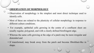 • OBSERVATION OF MORPHOLOGY
• Observation of morphology is the simplest and most direct technique used to
identify cells.
• Most of these are related to the plasticity of cellular morphology in response to
different culture conditions.
• For example, epithelial cells growing in the centre of a confluent sheet are
usually regular, polygonal, and with a clearly defined birefringent edge.
• Whereas the same cells growing at the edge of a patch may be more irregular and
distended and
• If transformed, may break away from the patch and become fibroblast-like in
shape.
 