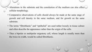 • Alterations in the substrate and the constitution of the medium can also effect
cellular morphology.
• Comparative observations of cells should always be made at the same stage of
growth and cell density in the same medium, and for growth on the same
substrate.
• The terms “fibroblastic” and “epithelial” are used rather loosely in tissue culture
and often describe the appearance rather than the origin of the cells.
• Thus a bipolar or multipolar migratory cell, whose length is usually more than
the twice its width, would be called fibroblastic.
 