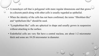 • A monolayer cell that is polygonal with more regular dimensions and that grows
in a discrete patch along with other cells is usually regarded as epithelial.
• When the identity of the cells has not been confirmed, the terms “fibroblast-like”
and “epithelium-like” should be used.
• “Lymphoblast-like” cells are spherical in shape and usually grown in suspension
without attaching to the surface.
• Endothelial cells are very flat have a central nucleus, are about 1-2 micrometer
thick and some are 10-20 micrometer in diameter.
 