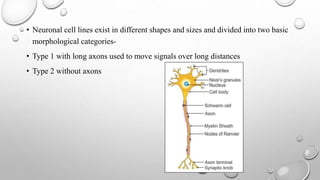 • Neuronal cell lines exist in different shapes and sizes and divided into two basic
morphological categories-
• Type 1 with long axons used to move signals over long distances
• Type 2 without axons
 