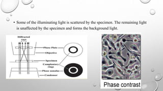 • Some of the illuminating light is scattered by the specimen. The remaining light
is unaffected by the specimen and forms the background light.
 