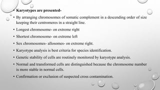 • Karyotypes are presented-
• By arranging chromosomes of somatic complement in a descending order of size
keeping their centromeres in a straight line.
• Longest chromosome- on extreme right
• Shortest chromosome- on extreme left
• Sex chromosomes- allosomes- on extreme right.
• Karyotype analysis is best criteria for species identification.
• Genetic stability of cells are routinely monitored by karyotype analysis.
• Normal and transformed cells are distinguished because the chromosome number
is more stable in normal cells.
• Confirmation or exclusion of suspected cross contamination.
 