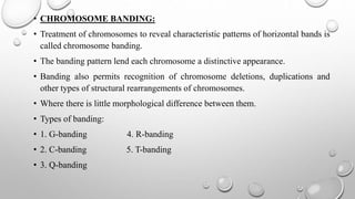 • CHROMOSOME BANDING:
• Treatment of chromosomes to reveal characteristic patterns of horizontal bands is
called chromosome banding.
• The banding pattern lend each chromosome a distinctive appearance.
• Banding also permits recognition of chromosome deletions, duplications and
other types of structural rearrangements of chromosomes.
• Where there is little morphological difference between them.
• Types of banding:
• 1. G-banding 4. R-banding
• 2. C-banding 5. T-banding
• 3. Q-banding
 