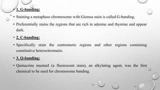 • 1. G-banding:
• Staining a metaphase chromosome with Giemsa stain is called G-banding.
• Preferentially stains the regions that are rich in adenine and thymine and appear
dark.
• 2. C-banding:
• Specifically stain the centromeric regions and other regions containing
constitutive heterochromatin.
• 3. Q-banding:
• Quinacrine mustard (a fluorescent stain), an alkylating agent, was the first
chemical to be used for chromosome banding.
 