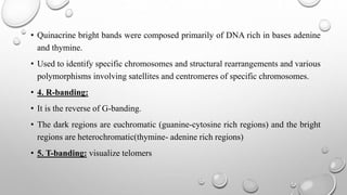 • Quinacrine bright bands were composed primarily of DNA rich in bases adenine
and thymine.
• Used to identify specific chromosomes and structural rearrangements and various
polymorphisms involving satellites and centromeres of specific chromosomes.
• 4. R-banding:
• It is the reverse of G-banding.
• The dark regions are euchromatic (guanine-cytosine rich regions) and the bright
regions are heterochromatic(thymine- adenine rich regions)
• 5. T-banding: visualize telomers
 