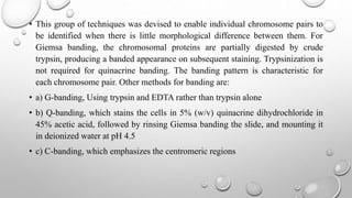 • This group of techniques was devised to enable individual chromosome pairs to
be identified when there is little morphological difference between them. For
Giemsa banding, the chromosomal proteins are partially digested by crude
trypsin, producing a banded appearance on subsequent staining. Trypsinization is
not required for quinacrine banding. The banding pattern is characteristic for
each chromosome pair. Other methods for banding are:
• a) G-banding, Using trypsin and EDTA rather than trypsin alone
• b) Q-banding, which stains the cells in 5% (w/v) quinacrine dihydrochloride in
45% acetic acid, followed by rinsing Giemsa banding the slide, and mounting it
in deionized water at pH 4.5
• c) C-banding, which emphasizes the centromeric regions
 