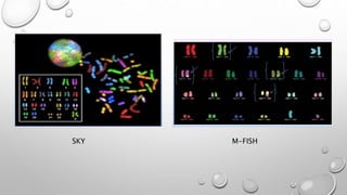 SKY M-FISH
 