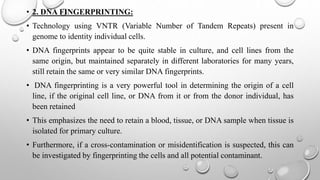 • 2. DNA FINGERPRINTING:
• Technology using VNTR (Variable Number of Tandem Repeats) present in
genome to identity individual cells.
• DNA fingerprints appear to be quite stable in culture, and cell lines from the
same origin, but maintained separately in different laboratories for many years,
still retain the same or very similar DNA fingerprints.
• DNA fingerprinting is a very powerful tool in determining the origin of a cell
line, if the original cell line, or DNA from it or from the donor individual, has
been retained
• This emphasizes the need to retain a blood, tissue, or DNA sample when tissue is
isolated for primary culture.
• Furthermore, if a cross-contamination or misidentification is suspected, this can
be investigated by fingerprinting the cells and all potential contaminant.
 