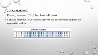 • 3. DNA STAINING:
• Primarily examines STRs (Short Tandem Repeats)
• STRs are repetitive DNA elements between two and six bases long that are
repeated in tandem
 