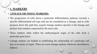 • 1. MARKERS
• LINEAGE OR TISSUE MARKERS:
• The progression of cells down a particular differentiation pathway towards a
specific differentiated cell type and can be considered as a lineage, and as cells
progress down this path they acquire lineage markers specific to the lineage and
distinct from markers expressed by the stem cells.
• These markers often reflect the embryological origin of the cells from a
particular germ layer.
• Lineage markers are helpful in establishing the relationship of a particular cell
line to its tissue of origin. There are some lineage markers which are described as
follows:
 