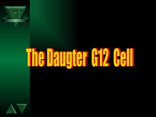 The Daugter  G12  Cell 