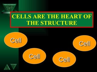 CELLS ARE THE HEART OF THE STRUCTURE Cell Cell Cell Cell 