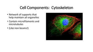 Cell Components: Cytoskeleton
• Network of supports that
help maintain all organelles
• Contain microfilaments and
microtubules
• (Like iron beams!)
 