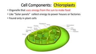 Cell Components: Chloroplasts
• Organelle that uses energy from the sun to make food
• Like “Solar panels” collect energy to power houses or factories
• Found only in plant cells
 
